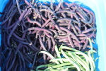 beans at garlic goodness growing natural garlic and seasonal produce in red deer county ab