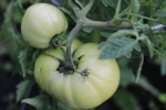 ultrasonic tomato at garlic goodness growing natural garlic and seasonal vegetables in red deer county ab