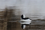 bufflehead on the red deer river at garlic goodness growing natural garlic, seasonal vegetables and raising sustainable highland beef in red deer county ab