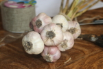 garlic from garlic goodness growing natural hardneck garlic near innisfail alberta