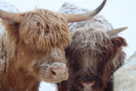 scottish highland cattle at garlic goodness growing and selling natural garlic, seasonal vegetables and sustainable, grass-fed beef in red deer county, ab
