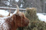 Scottish highland cattle at garlic goodness growing and selling natural garlic, seasonal vegetables and sustainable, grass-fed beef in red deer county, ab