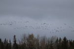 geese at garlic goodness growing natural garlic and seasonal vegetables in red deer county ab