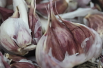 garlic at garlic goodness growing natural garlic, seasonal vegetables and raising sustainable highland beef in red deer county ab