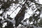ruffed grouse at garlic goodness in red deer county ab