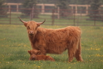 scottish highland cattle at garlic goodness growing natural garlic, seasonal vegetables and raising sustainable highland beef in red deer county ab