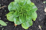butter lettuce at garlic goodness growing natural garlic, seasonal vegetables and raising sustainable highland beef in red deer county ab