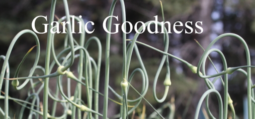 garlic goodness growing natural garlic, seasonal vegetables and raising scottish highland cattle in red deer county ab