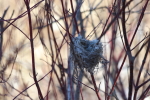 nest in a dogwood at the river at garlic goodness innisfail ab