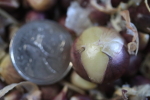 german red bulbils at garlic goodness growing natural garlic and seasonal vegetables near innisfail ab