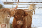 scottish highland steers at garlic goodness growing and selling natural garlic, seasonal vegetables and sustainable, grass-fed beef in red deer county, ab