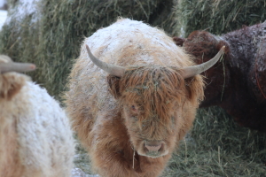 scottish highland steer at garlic goodness growing and selling natural garlic, seasonal vegetables and sustainable, grass-fed beef in red deer county, ab