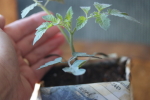tomato transplant in a newspaper pot at garlic goodness growing natural garlic and seasonal vegetables near innisfail ab