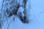 snow on a willow gall at garlic goodness growing garlic and seasonal vegetables in red deer county ab
