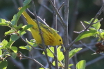 yellow warbler at garlic goodness growing and selling natural garlic, seasonal vegetables and sustainable, grass-fed beef in red deer county, ab