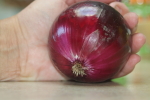 ruby ring onion at garlic goodness growing and selling garlic and sustainable, grass-fed beef in red deer county, ab